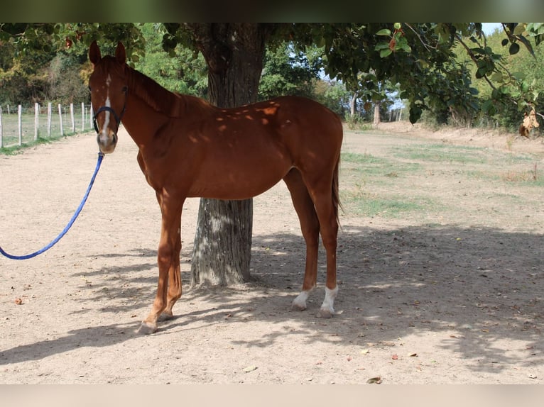 Selle Français Stallion 1 year 14.2 hh Chestnut-Red in La Fontenelle