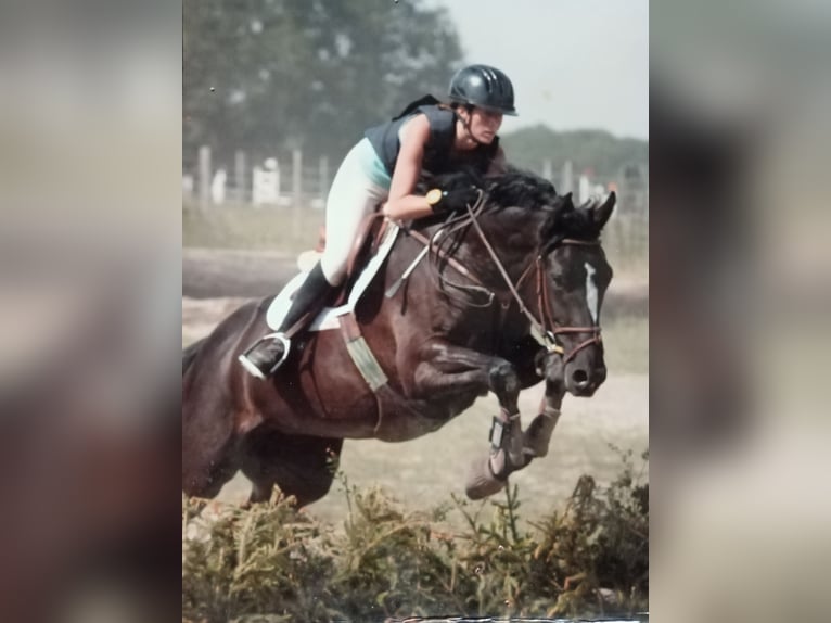 Selle Français Stallion 1 year 14,2 hh Smoky-Black in POMMEUSE