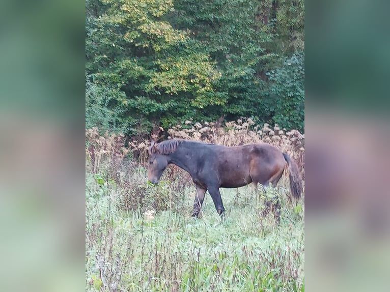 Selle Français Stallion 1 year 14,2 hh Smoky-Black in POMMEUSE