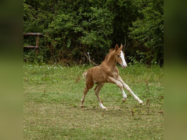 Selle Français Stallion 1 year 16,1 hh Chestnut-Red in Saint-Lô