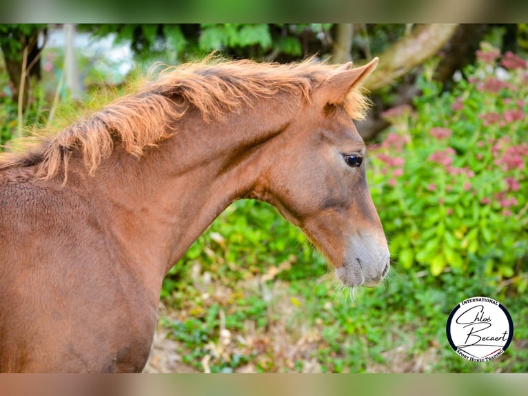 Selle Français Stallion 1 year 16,2 hh Chestnut in Saint-Lô