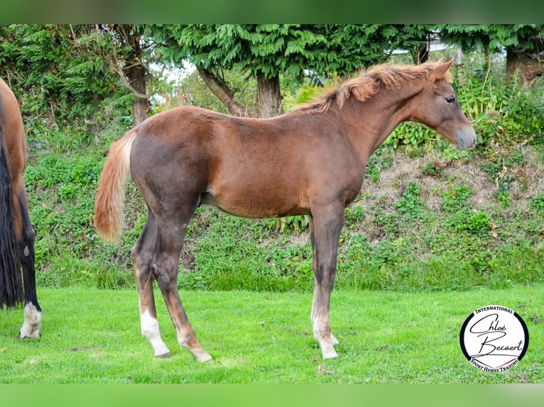 Selle Français Stallion 1 year 16,2 hh Chestnut in Saint-Lô