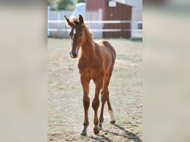 Selle Français Stallion 1 year 16 hh Brown in LA VERPILLIERE