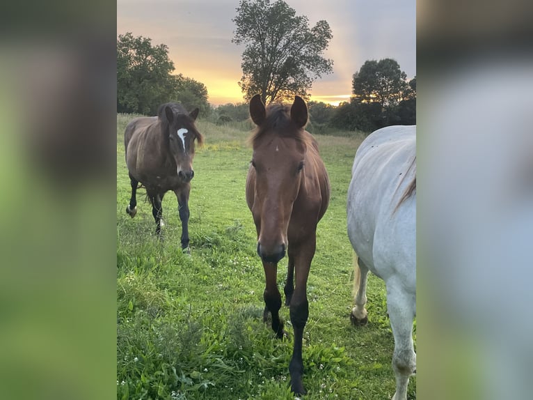 Selle Français Stallion 1 year 16 hh Brown in Montlouis