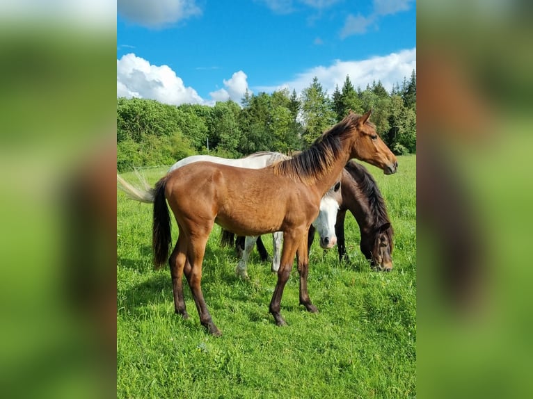 Selle Français Stallion 1 year 16 hh Brown in Montlouis