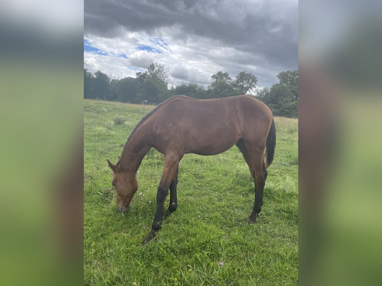 Selle Français Stallion 1 year 16 hh Brown in Montlouis