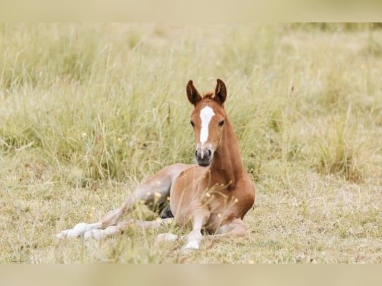 Selle Français Stallion 1 year 16 hh Chestnut in Saint-Lô