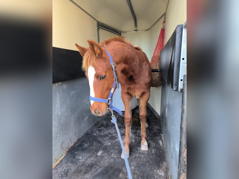 Selle Français Stallion 1 year 16 hh Chestnut in Saint-Lô