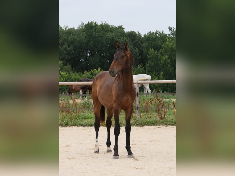 Selle Français Stallion 1 year 17 hh Brown in Mas-Grenier