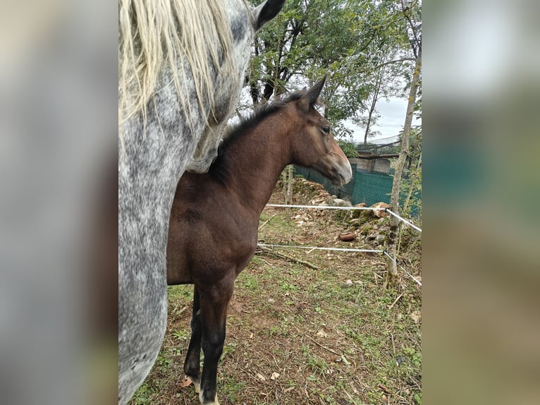 Selle Français Stallion 1 year Bay-Dark in Bezonnes