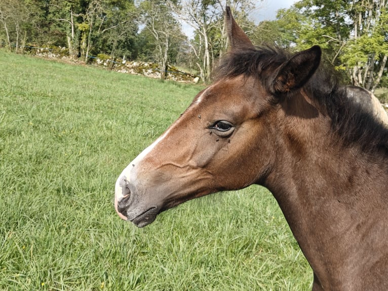 Selle Français Stallion 1 year Bay-Dark in Bezonnes