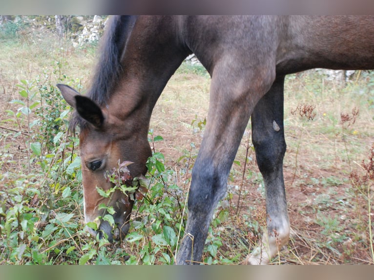 Selle Français Stallion 1 year Bay-Dark in Bezonnes