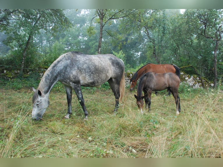 Selle Français Stallion 1 year Bay-Dark in Bezonnes