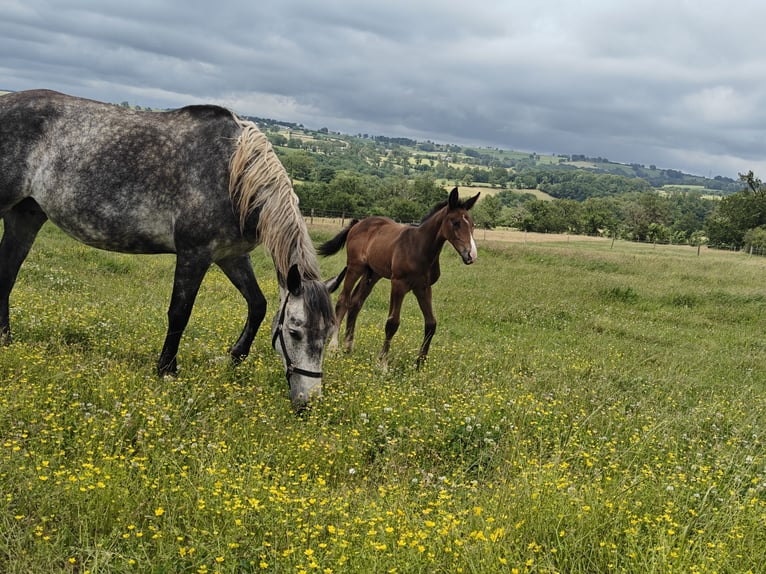 Selle Français Stallion 1 year Bay-Dark in Bezonnes