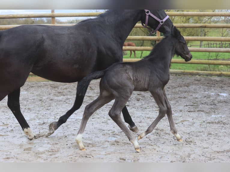 Selle Français Stallion 1 year Black in Salins