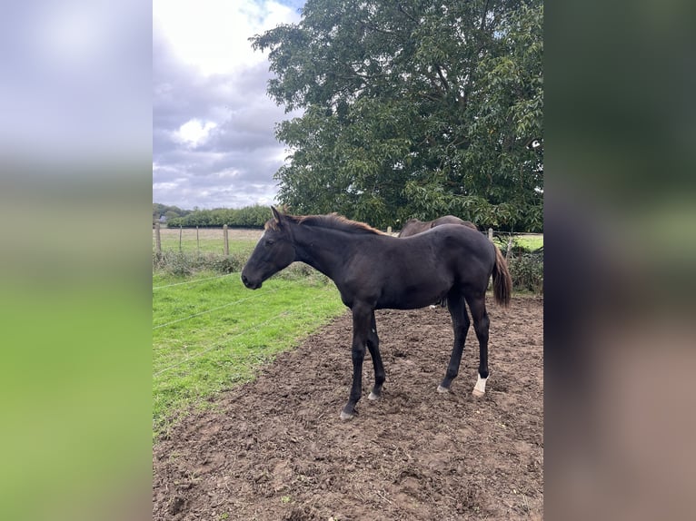 Selle Français Stallion 1 year Black in Sainte-Anne-sur-Vilaine