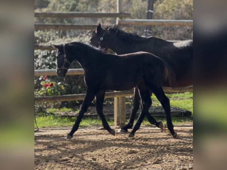 Selle Français Stallion 1 year Black in Molières