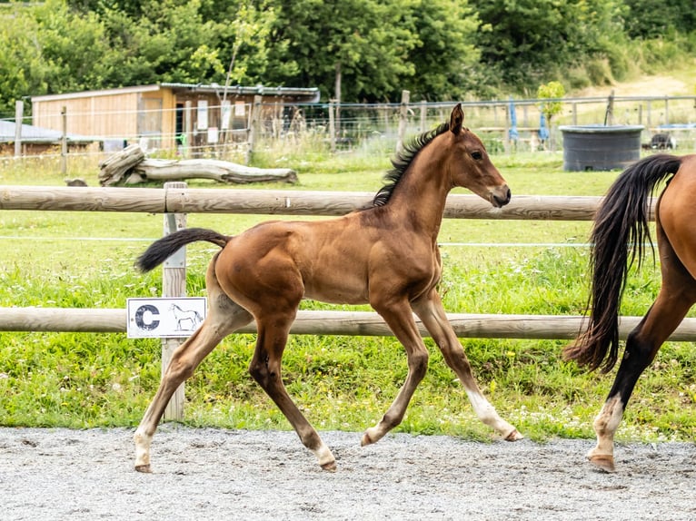Selle Français Stallion 1 year Brown in Vitrac