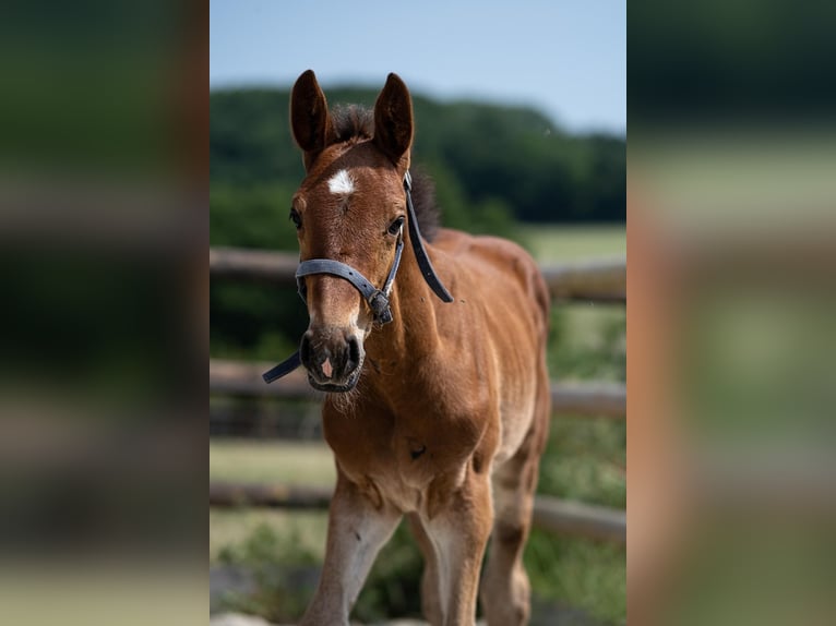 Selle Français Stallion 1 year Brown in dame marie
