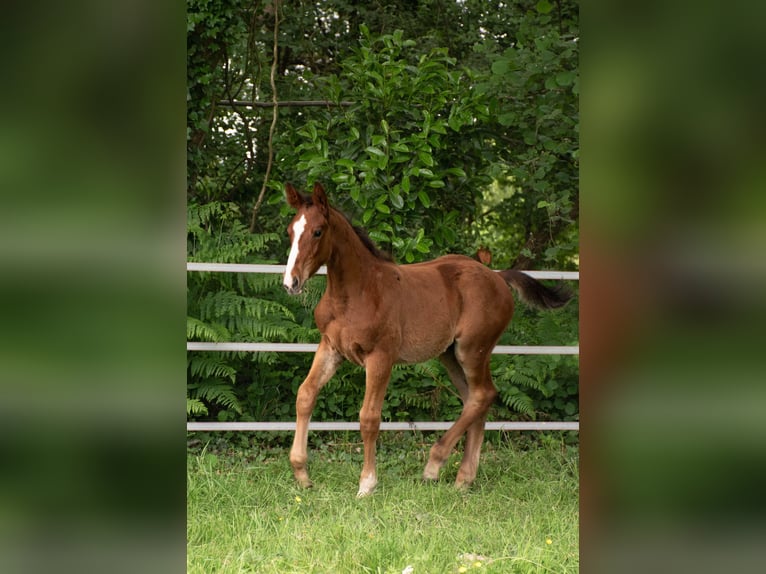 Selle Français Stallion 1 year Brown in Baulon