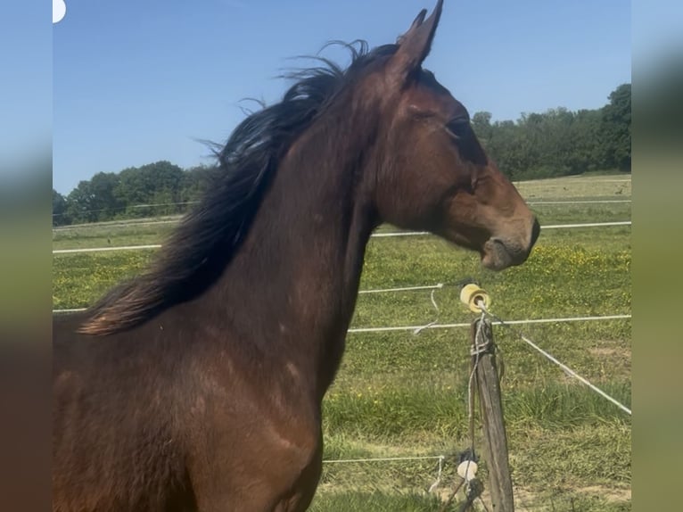 Selle Français Stallion 1 year Brown in Buire