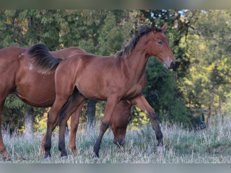 Selle Français Stallion 1 year Brown in Villeréal