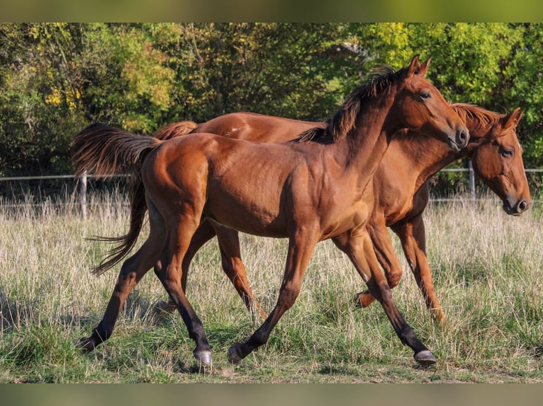 Selle Français Stallion 1 year Brown in Villeréal