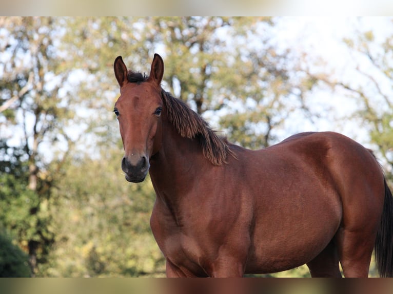 Selle Français Stallion 1 year Brown in Villeréal