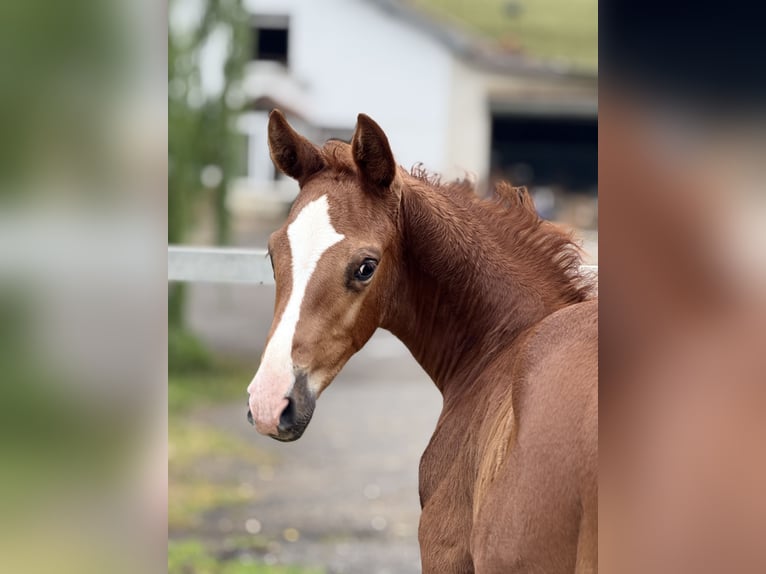 Selle Français Stallion 1 year Chestnut-Red in Nancy