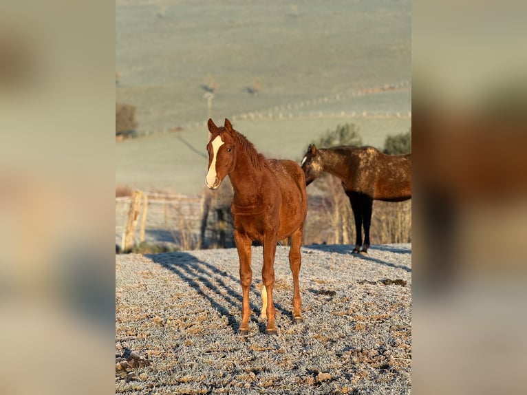Selle Français Stallion 1 year Chestnut-Red in Nancy