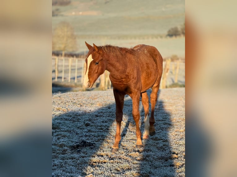 Selle Français Stallion 1 year Chestnut-Red in Nancy