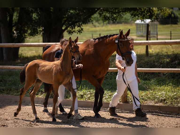 Selle Français Stallion 1 year Chestnut-Red in Steinbrunn Le Bas