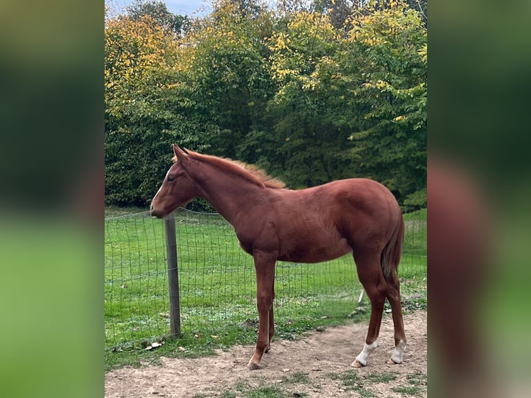 Selle Français Stallion 1 year Chestnut-Red in Boursay
