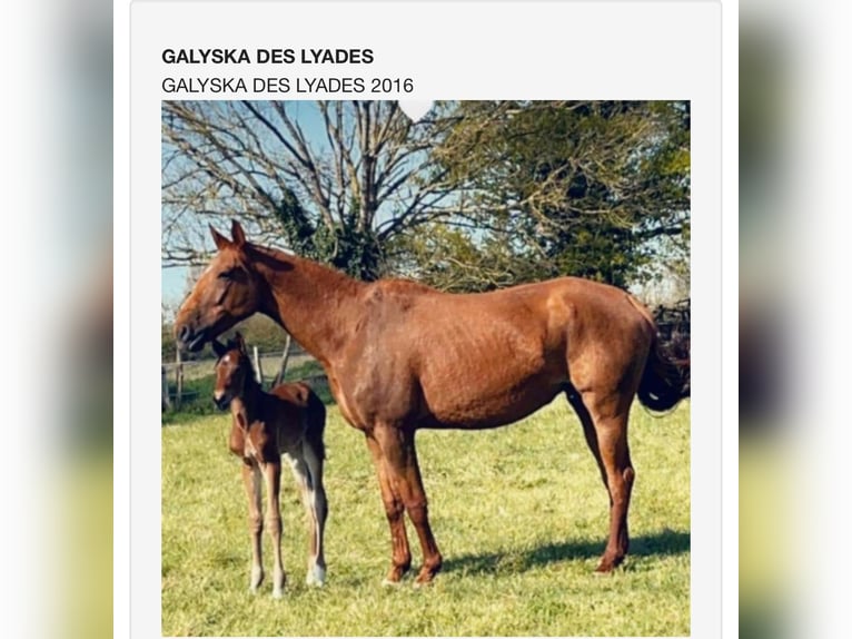 Selle Français Stallion 1 year Chestnut-Red in Boursay