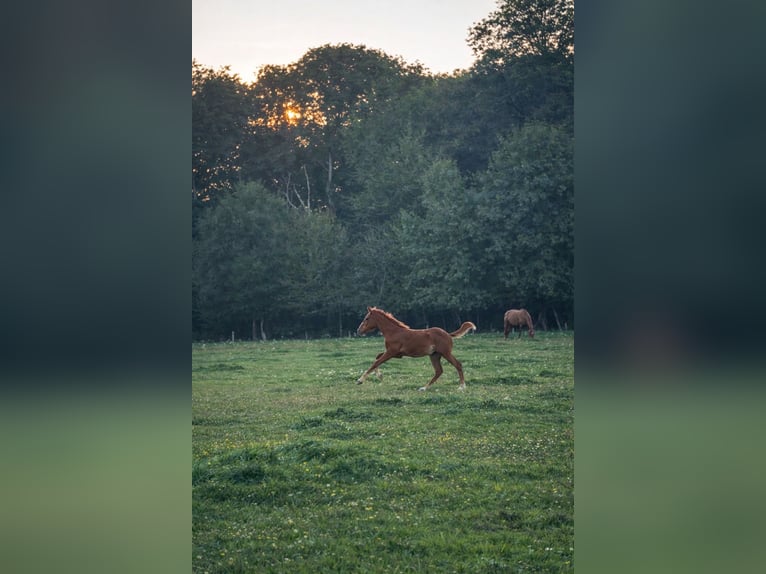 Selle Français Stallion 1 year Chestnut-Red in Boursay