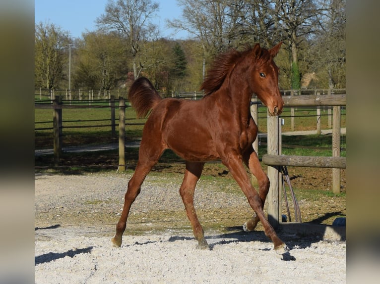 Selle Français Stallion 1 year Chestnut-Red in Lombron