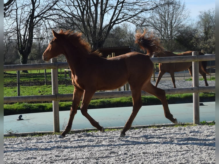 Selle Français Stallion 1 year Chestnut-Red in Lombron