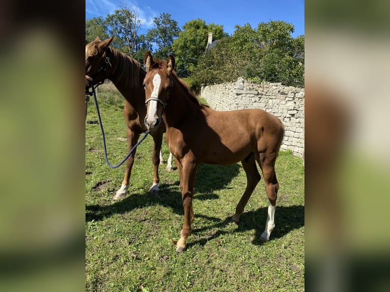 Selle Français Stallion 1 year Chestnut-Red in Formigny