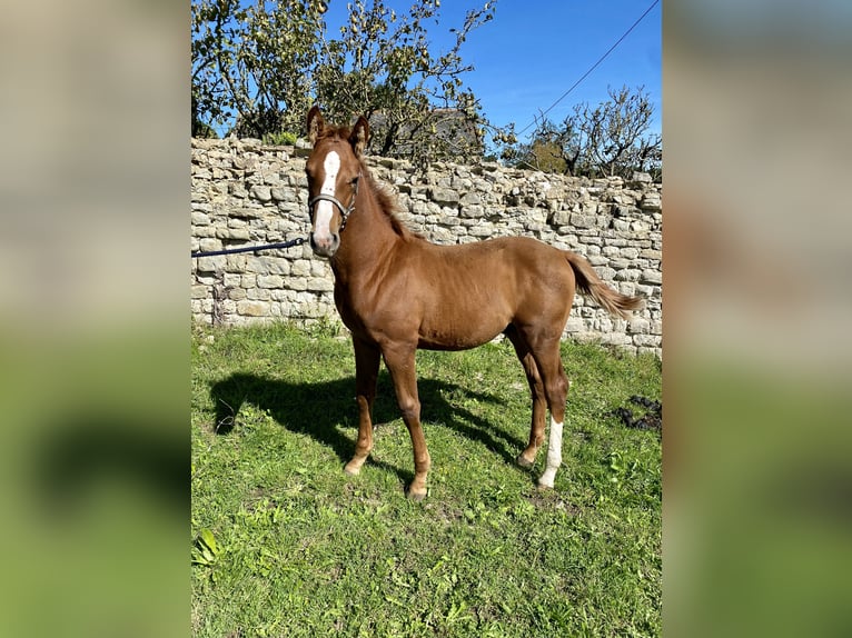 Selle Français Stallion 1 year Chestnut-Red in Formigny