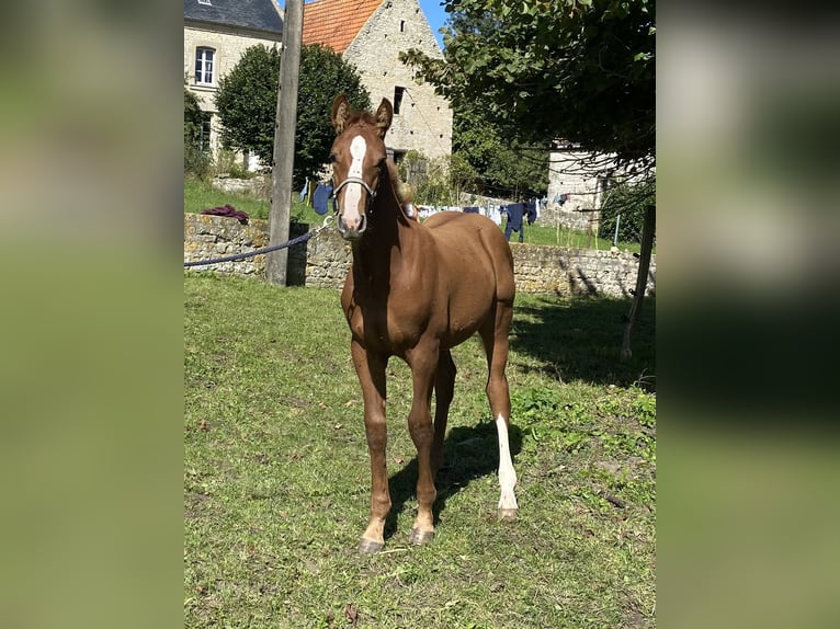 Selle Français Stallion 1 year Chestnut-Red in Formigny