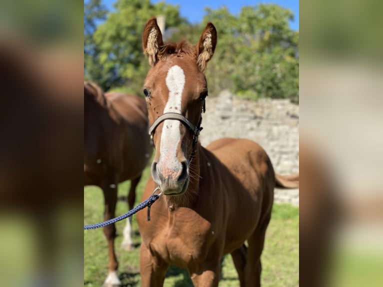 Selle Français Stallion 1 year Chestnut-Red in Formigny