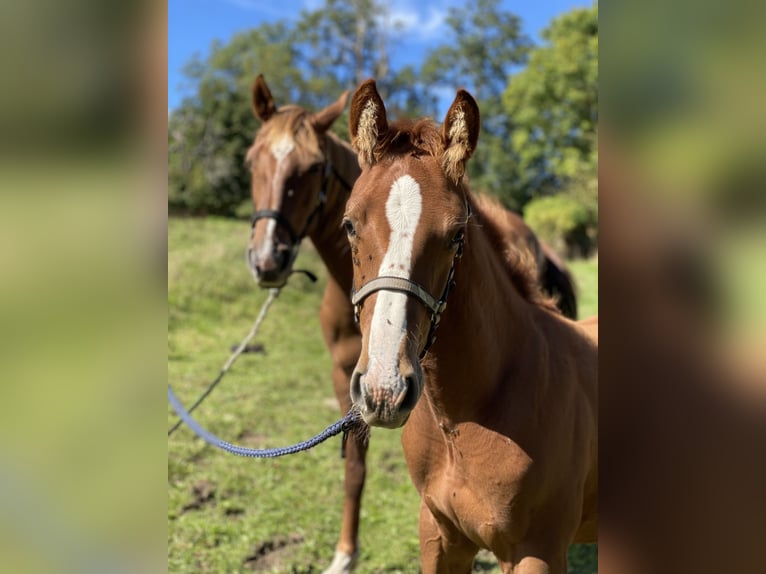 Selle Français Stallion 1 year Chestnut-Red in Formigny