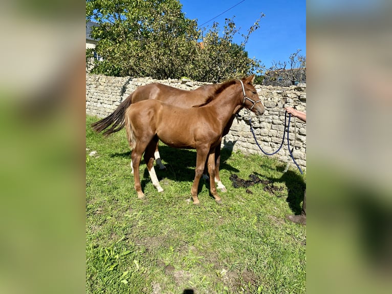 Selle Français Stallion 1 year Chestnut-Red in Formigny