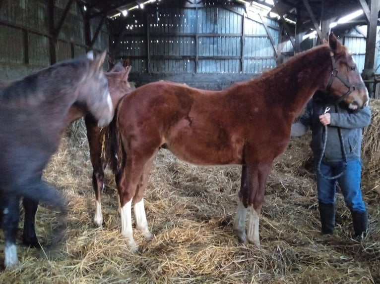 Selle Français Stallion 1 year Chestnut in Paris