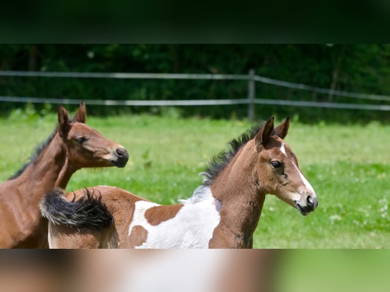 Selle Français Stallion 1 year Pinto in Trévé