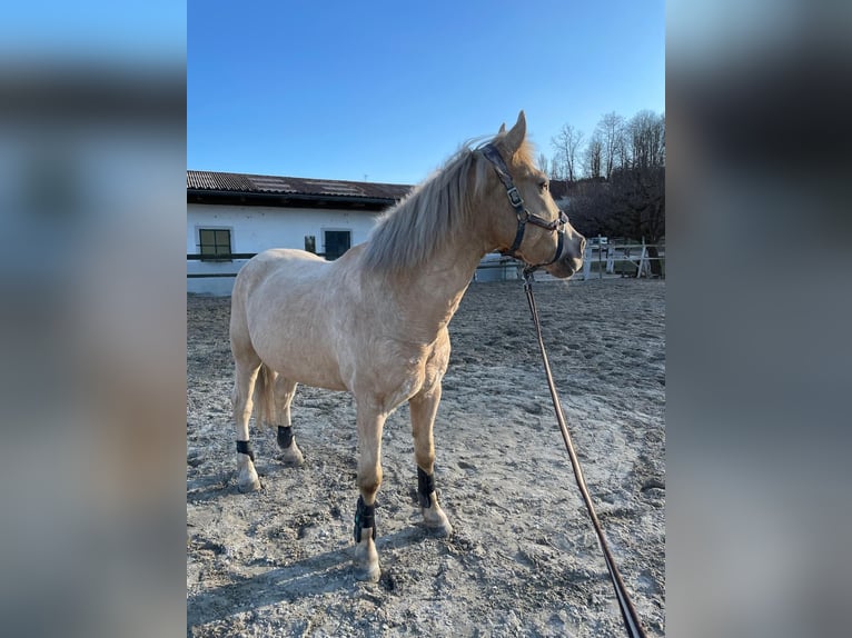 Selle Français Stallion 24 years 14,3 hh Palomino in Knœringue