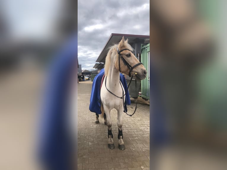 Selle Français Stallion 24 years 14,3 hh Palomino in Knœringue