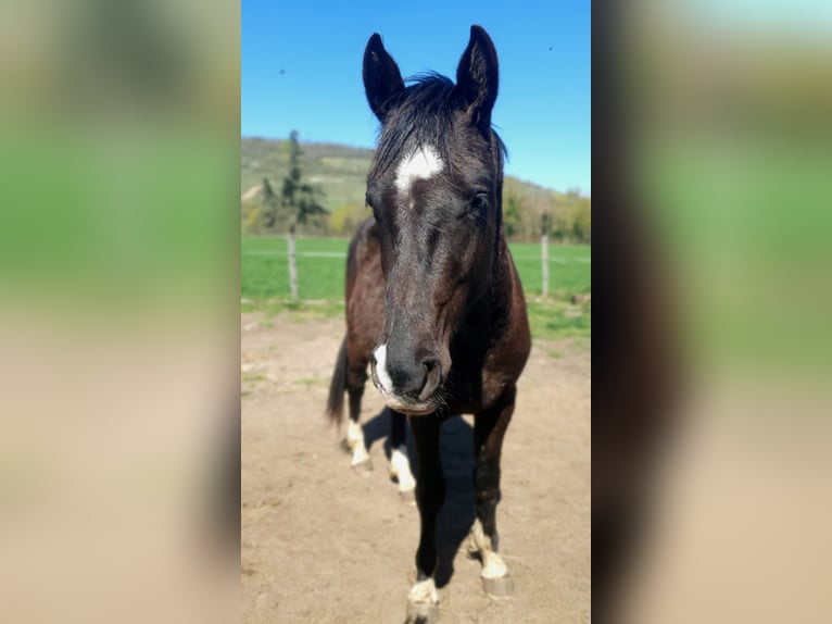 Selle Français Stallion 2 years 14.1 hh Black in Dinsheim-sur-Bruche