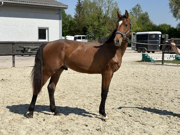 Selle Français Stallion 2 years 15,1 hh Brown in Verchin