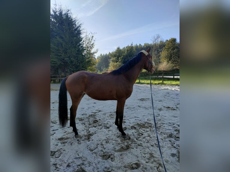 Selle Français Stallion 2 years 16,2 hh Brown in Medico Cebreiro